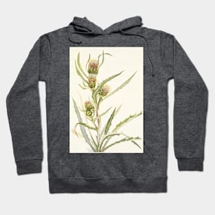 White thistle - Botanical Illustration Hoodie